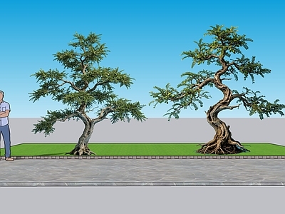 中式乔木 2D植物 香榧景观树 绿化雕塑 绿植 绿化