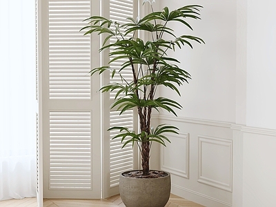 奶油风盆栽 盆栽 绿植 盆景 室内植物 植物摆件