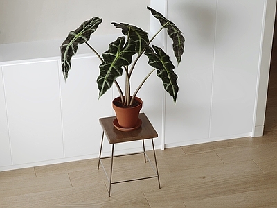 现代简约盆栽 盆栽 绿植 盆景 室内植物 植物摆件