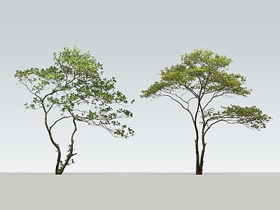 极简乔木 2D海岛春花 马醉木 室内植物 杂木小树 庭院植物
