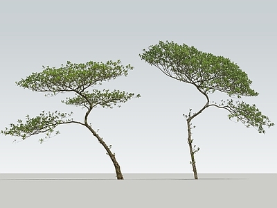 禅意灌木 2D海岛春花 马醉木 室内植物 庭院小树 杂木