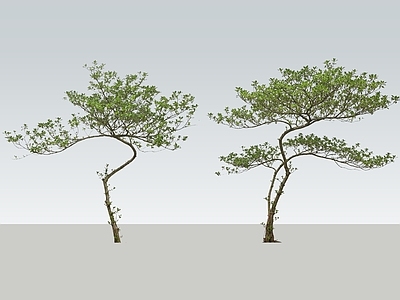 新中式景观灌木 2D海岛春花 杂木小树 室内植物 庭院小树 马醉木
