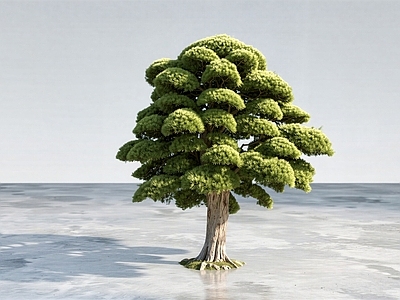 禅意乔木2D 罗汉松 点睛植物 名贵树种 造型罗汉松