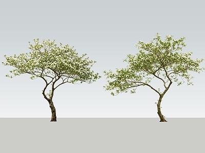 新中式景观乔木 2D海岛春花 开花庭院树 室内庭院植物 海岛春花 杂木花树