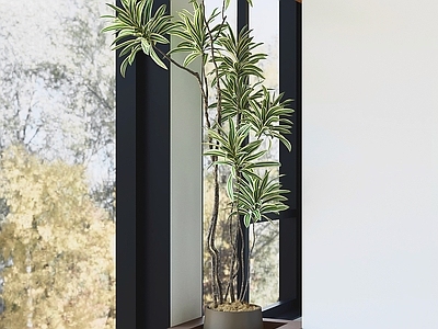 现代简约盆栽 盆栽 绿植 盆景 室内植物 植物摆件