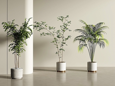 现代简约盆栽 盆栽盆景 绿植盆栽 盆景 盆栽 植物