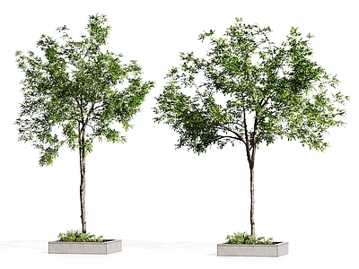 现代乔木 现代植物组合 景观绿植 庭院绿植 植物