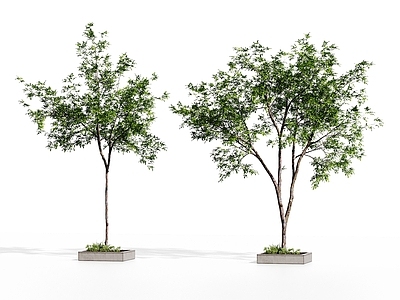 极简乔木 现代植物组合 景观绿植 庭院植物 景观绿植组合 行道树木