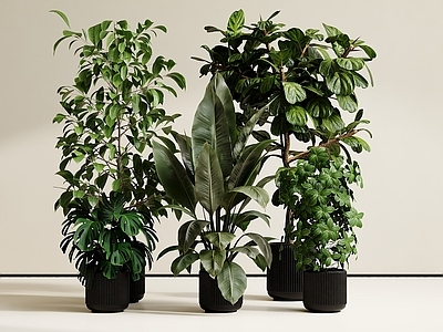 现代简约盆栽 室内植物组合