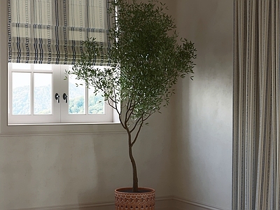 中古风盆栽 绿植 盆景 室内植物 植物摆件 观叶植物
