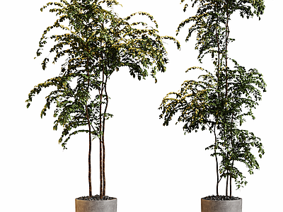 现代盆栽 盆栽植物摆件