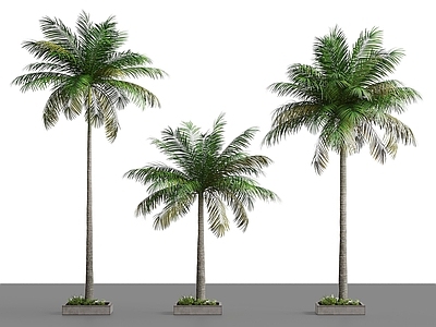 现代乔木 现代植物组合 热带植物 景观植物 绿植