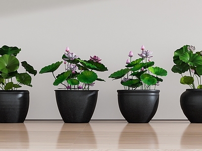 禅意花钵花器 水缸 荷花缸 荷花