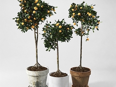 侘寂盆栽 绿植 盆景 室内植物 植物摆件 观叶植物