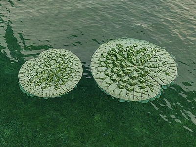 水生植物 芡实 芡实叶 叶片