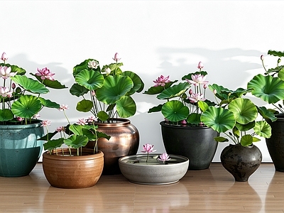 中式水生植物 荷花 水缸