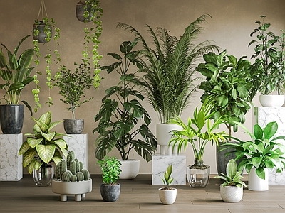 现代简约沙漠植物 盆栽 绿植 球形灌木 网红绿植 室内盆栽植物