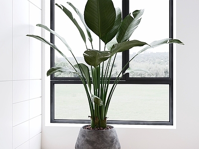 现代简约盆栽 绿植 盆景 室内植物 植物摆件 观叶植物