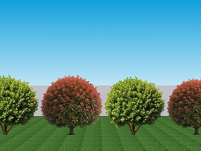 现代主义灌木 现代阔叶2D乔木 大叶黄杨红叶石楠 行道配植黄杨石楠 景观灌木黄杨石楠