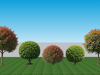 极简植物组合 现代阔叶2D乔木 大叶黄杨红叶石楠 行道配植黄杨石楠 景观灌木黄杨石楠
