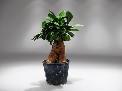 极简盆栽 茂密翠绿叶片 植物 盆栽 摆件 室内植物