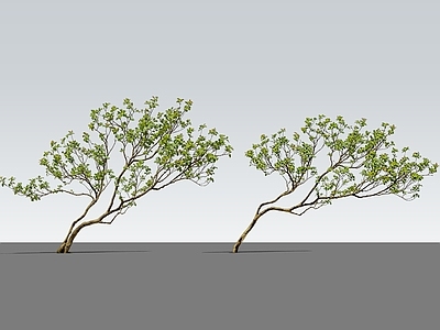 新中式景观灌木 2D斜飘海岛春花 室内庭院斜飘树 海岛春花 马醉木 斜飘杂木