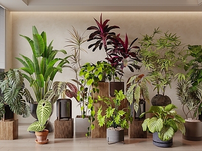 现代盆栽 植物盆栽 绿植 室内盆栽 绿植组合