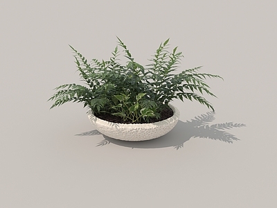 极简盆栽