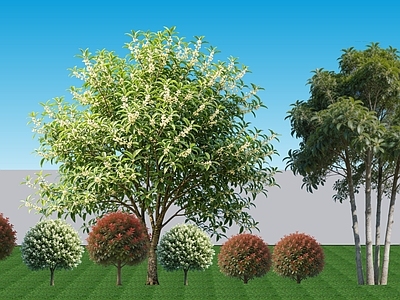 新中式景观植物组合 现代阔叶2D植物 常绿银桂红叶石楠 行道配植银桂石楠 景观灌木银桂石楠