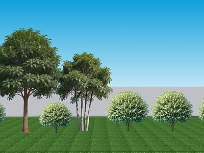 现代主义植物组合 现代阔叶2D灌木 常绿灌木银桂 行道配植银桂 景观树造型树银桂