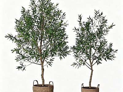 侘寂盆栽 绿植 盆景 室内植物 植物摆件 观叶植物