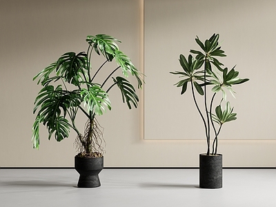 极简盆栽 龟背竹盆栽 绿植盆栽