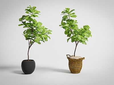 极简盆栽 叶榕盆栽 大型落地绿植 室内观叶植物 北欧绿植摆件 客厅落地盆景