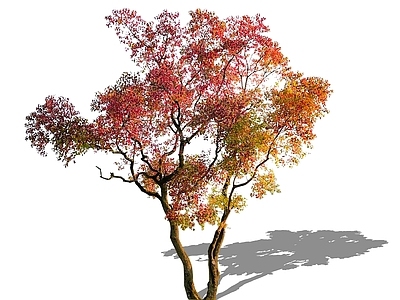 乔木 2D造型乌桕树 孤植树主景树 精美庭院树秋色树 彩叶树 丛生乌桕树