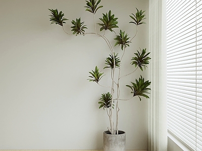极简盆栽 绿植 盆景 室内植物 植物摆件 观叶植物