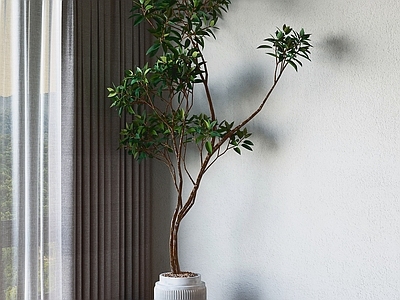 现代简约盆栽 绿植 盆景 室内植物 植物摆件 观叶植物