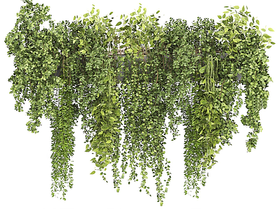 藤蔓 藤蔓 爬山虎 常春藤 悬挂植物