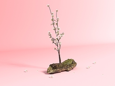禅意盆景 枯木 植物 花