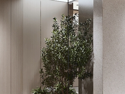 意式极简室内景观 室内绿化 景观小品 植物组合 中庭景观 绿植空间