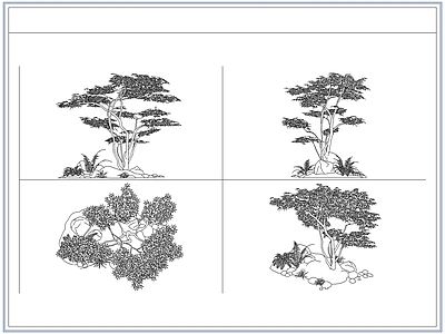 灌木种植 青枫红枫树鸡爪槭
