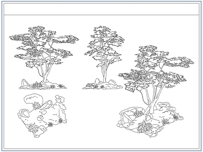 灌木种植 青枫红枫树鸡爪槭