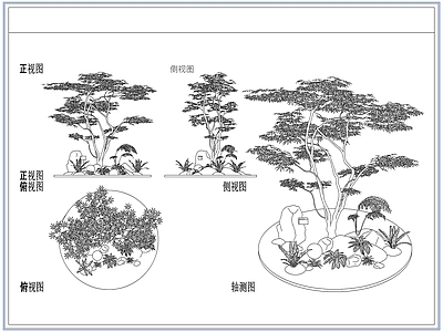 灌木种植 青枫红枫树鸡爪槭