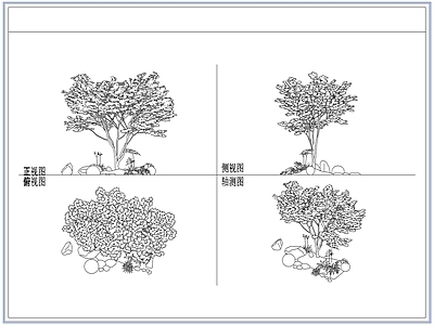 灌木种植 青枫红枫树鸡爪槭