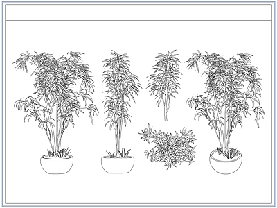 灌木种植 庭院景观竹子竹林