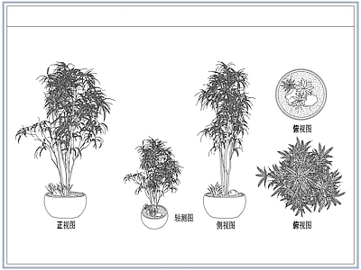 灌木种植 庭院景观竹子竹林