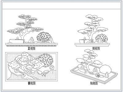 灌木种植 庭院景观松树
