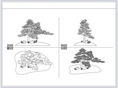 灌木种植 庭院景观松树