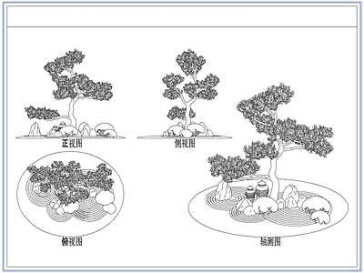 灌木种植 庭院景观松树