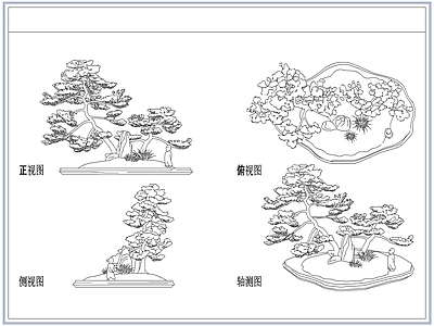 灌木种植 庭院景观松树