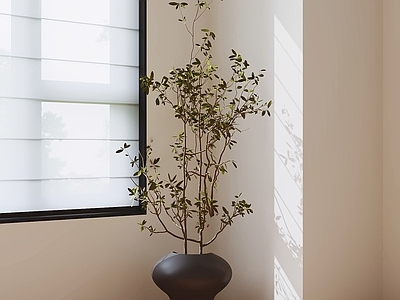 极简盆栽 绿植 盆景 室内植物 植物摆件 观叶植物